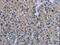 Phosphodiesterase 4D antibody, CSB-PA309418, Cusabio, Immunohistochemistry paraffin image 