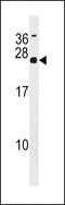 MRG Domain Binding Protein antibody, 59-644, ProSci, Western Blot image 