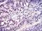 S-Phase Kinase Associated Protein 1 antibody, NBP2-37539, Novus Biologicals, Immunohistochemistry paraffin image 