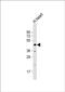 WD Repeat Domain 45 antibody, PA5-71803, Invitrogen Antibodies, Western Blot image 