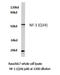 Nuclear Factor I A antibody, LS-C176802, Lifespan Biosciences, Western Blot image 