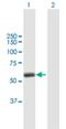 Tripartite Motif Containing 45 antibody, H00080263-B01P, Novus Biologicals, Western Blot image 