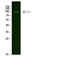 Cholinergic Receptor Muscarinic 4 antibody, STJ98837, St John