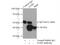 G Protein Subunit Beta 5 antibody, 11045-2-AP, Proteintech Group, Immunoprecipitation image 