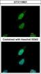 Nuclear Prelamin A Recognition Factor antibody, GTX115821, GeneTex, Immunofluorescence image 