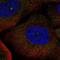Synaptosome Associated Protein 91 antibody, NBP1-90147, Novus Biologicals, Immunocytochemistry image 