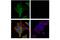 MAGE Family Member A4 antibody, 82491S, Cell Signaling Technology, Immunocytochemistry image 