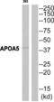 Apolipoprotein A5 antibody, abx014198, Abbexa, Western Blot image 