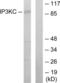 Inositol-Trisphosphate 3-Kinase C antibody, LS-C119207, Lifespan Biosciences, Western Blot image 