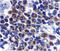 Death Associated Protein Kinase 2 antibody, PA5-19961, Invitrogen Antibodies, Immunohistochemistry paraffin image 