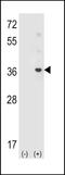 Autophagy Related 10 antibody, LS-C156403, Lifespan Biosciences, Western Blot image 