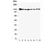 Vinculin antibody, R30874, NSJ Bioreagents, Western Blot image 