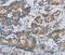 Casein Kinase 1 Epsilon antibody, MBS2518960, MyBioSource, Immunohistochemistry paraffin image 
