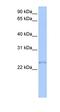 Transcription Elongation Factor A Like 1 antibody, orb329848, Biorbyt, Western Blot image 