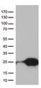TRNA Splicing Endonuclease Subunit 15 antibody, TA812720S, Origene, Western Blot image 