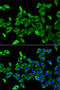 Hydroxyacyl-CoA Dehydrogenase Trifunctional Multienzyme Complex Subunit Alpha antibody, LS-C748365, Lifespan Biosciences, Immunofluorescence image 