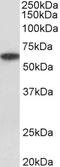 Purinergic Receptor P2X 4 antibody, STJ72755, St John