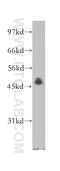NFKB Inhibitor Beta antibody, 12660-1-AP, Proteintech Group, Western Blot image 