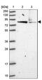 Hook Microtubule Tethering Protein 2 antibody, PA5-62176, Invitrogen Antibodies, Western Blot image 