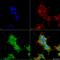 Ankyrin-1 antibody, LS-C775924, Lifespan Biosciences, Immunocytochemistry image 