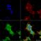 Ankyrin-R antibody, LS-C775924, Lifespan Biosciences, Immunocytochemistry image 