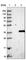 Tubulin Polyglutamylase Complex Subunit 2 antibody, HPA040596, Atlas Antibodies, Western Blot image 