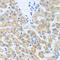 SCO Cytochrome C Oxidase Assembly Protein 1 antibody, abx006387, Abbexa, Western Blot image 