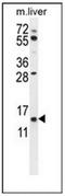 Gametocyte Specific Factor 1 antibody, AP51982PU-N, Origene, Western Blot image 