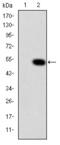 CRK Proto-Oncogene, Adaptor Protein antibody, M02533-1, Boster Biological Technology, Western Blot image 