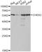 Checkpoint Kinase 2 antibody, A0466, ABclonal Technology, Western Blot image 