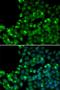 Mothers against decapentaplegic homolog 6 antibody, orb135869, Biorbyt, Immunocytochemistry image 