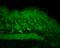 Heat Shock Protein Family H (Hsp110) Member 1 antibody, SPC-195D-A594, StressMarq, Immunohistochemistry paraffin image 