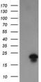 Fetal And Adult Testis Expressed 1 antibody, NBP2-45594, Novus Biologicals, Western Blot image 