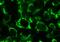 BCL2 Like 13 antibody, OAED00357, Aviva Systems Biology, Immunofluorescence image 
