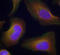 Protein Kinase C Theta antibody, LS-C335914, Lifespan Biosciences, Immunofluorescence image 