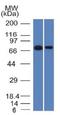 p21 antibody, orb387915, Biorbyt, Western Blot image 