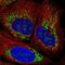 Zinc Finger Protein 596 antibody, HPA055463, Atlas Antibodies, Immunofluorescence image 