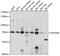 Unc-93 Homolog B1, TLR Signaling Regulator antibody, LS-C750219, Lifespan Biosciences, Western Blot image 