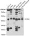 Secernin 2 antibody, GTX32861, GeneTex, Western Blot image 