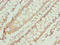 Tetratricopeptide Repeat Domain 30A antibody, LS-C398902, Lifespan Biosciences, Immunohistochemistry paraffin image 