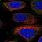 Unc-13 Homolog D antibody, NBP2-57827, Novus Biologicals, Immunofluorescence image 