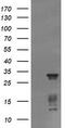 Tripartite Motif Containing 38 antibody, TA505980, Origene, Western Blot image 