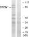 Stonin 1 antibody, abx013877, Abbexa, Western Blot image 