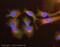 Coagulation Factor II, Thrombin antibody, ab92621, Abcam, Immunofluorescence image 
