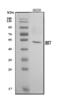 Interferon Regulatory Factor 7 antibody, A00115-2, Boster Biological Technology, Western Blot image 