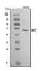 Interferon Regulatory Factor 7 antibody, A00115-2, Boster Biological Technology, Western Blot image 