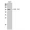 Tryptophan Hydroxylase 2 antibody, LS-C381097, Lifespan Biosciences, Western Blot image 