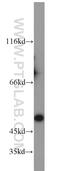 Citrate Synthase antibody, 16131-1-AP, Proteintech Group, Western Blot image 