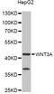 Wnt Family Member 3A antibody, STJ111964, St John