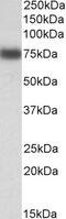 GM2 Ganglioside Activator antibody, 42-413, ProSci, Enzyme Linked Immunosorbent Assay image 